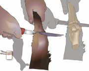 Front leg cut (option 1): Run your fingers up from the hoof along the outside of the leg to feel for top of the first bump or ridge at the joint. Cut through the skin at the top of this ridge, cutting round the leg from the outside to the inside to expose the joint and cut through.