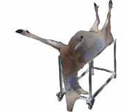 the carcass is often loaded onto a trolley as shown
