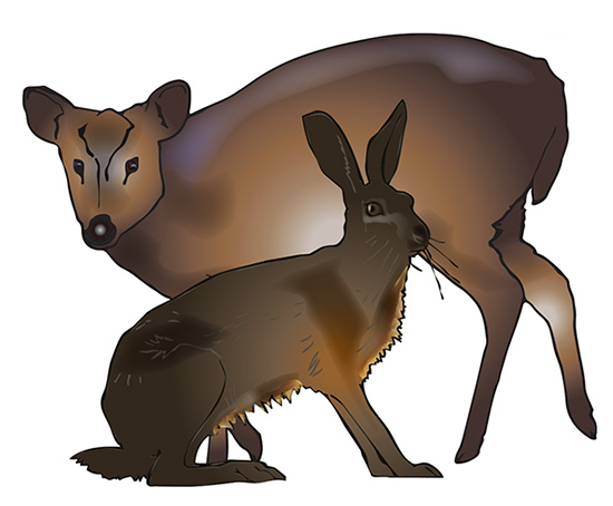 muntjac pet