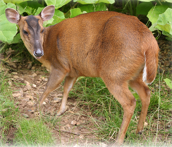 Muntjac Best Practice Guidance