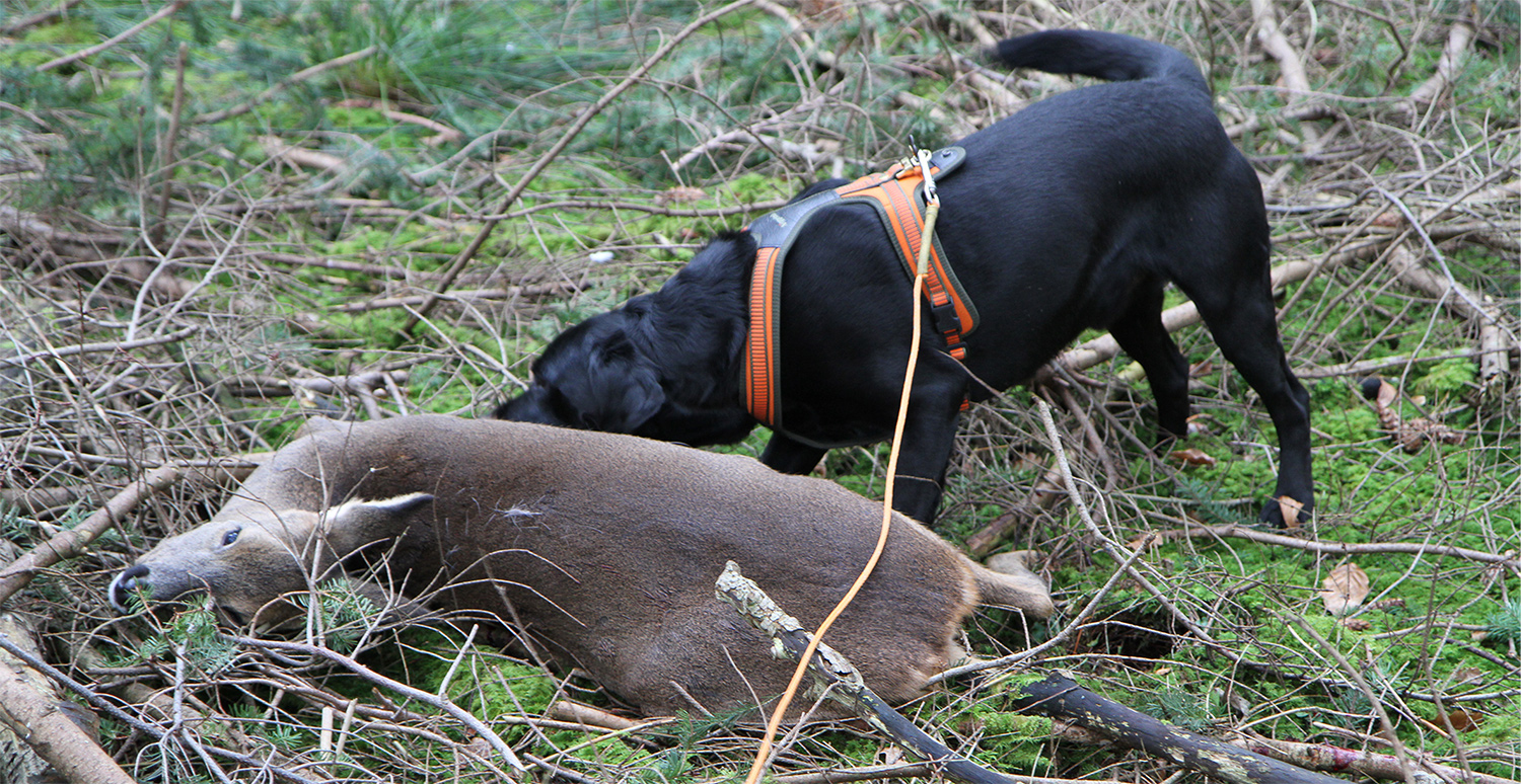 Dealing with Hunting Dog Injuries