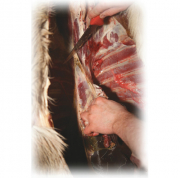 cutting the connective tissue close to the spine