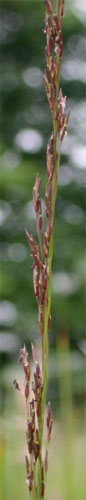 Purple moor-grass