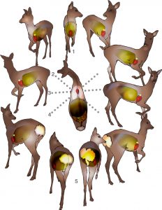 Shot placement - Wild Deer Best Practice Guidance