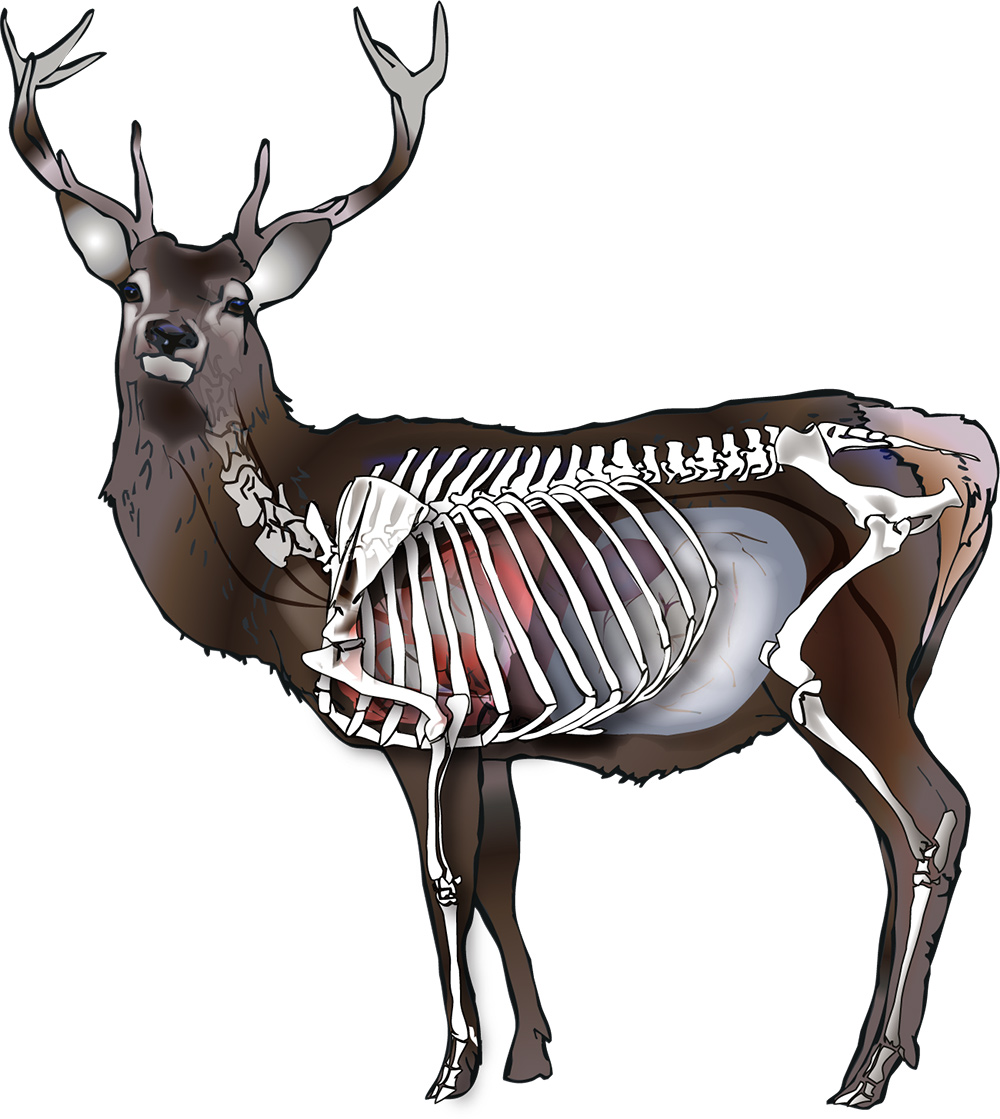 skeleton neck diagrams