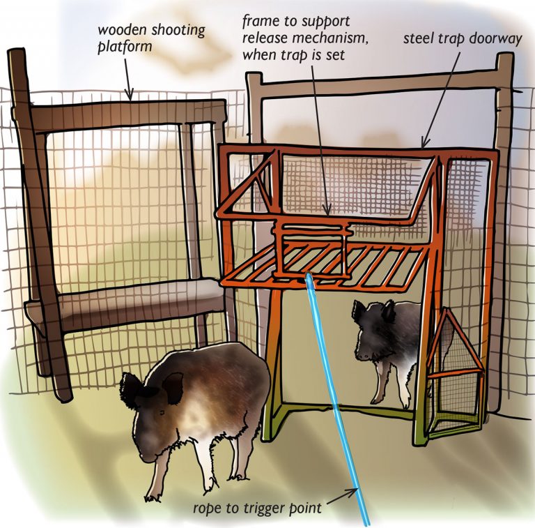 Corraling - Wild Deer Best Practice Guidance